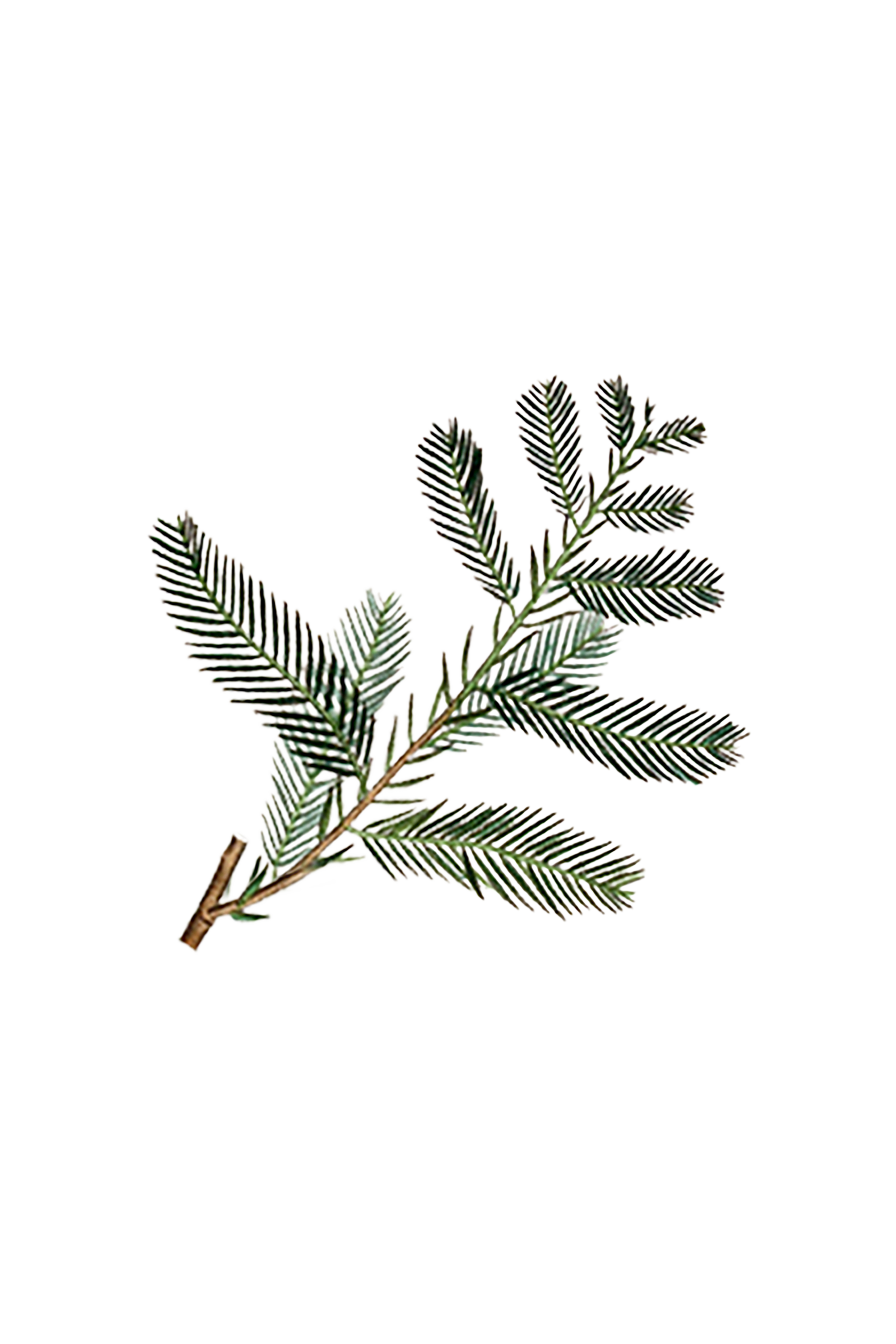 Cypress Essential Oil