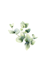 Eucalyptus Essential Oil