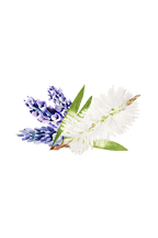 Lavender & Tea Tree Essential Oil Blend