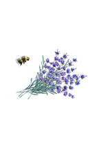 Lavender Essential Oil