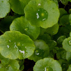 Plant Active Peel Pads