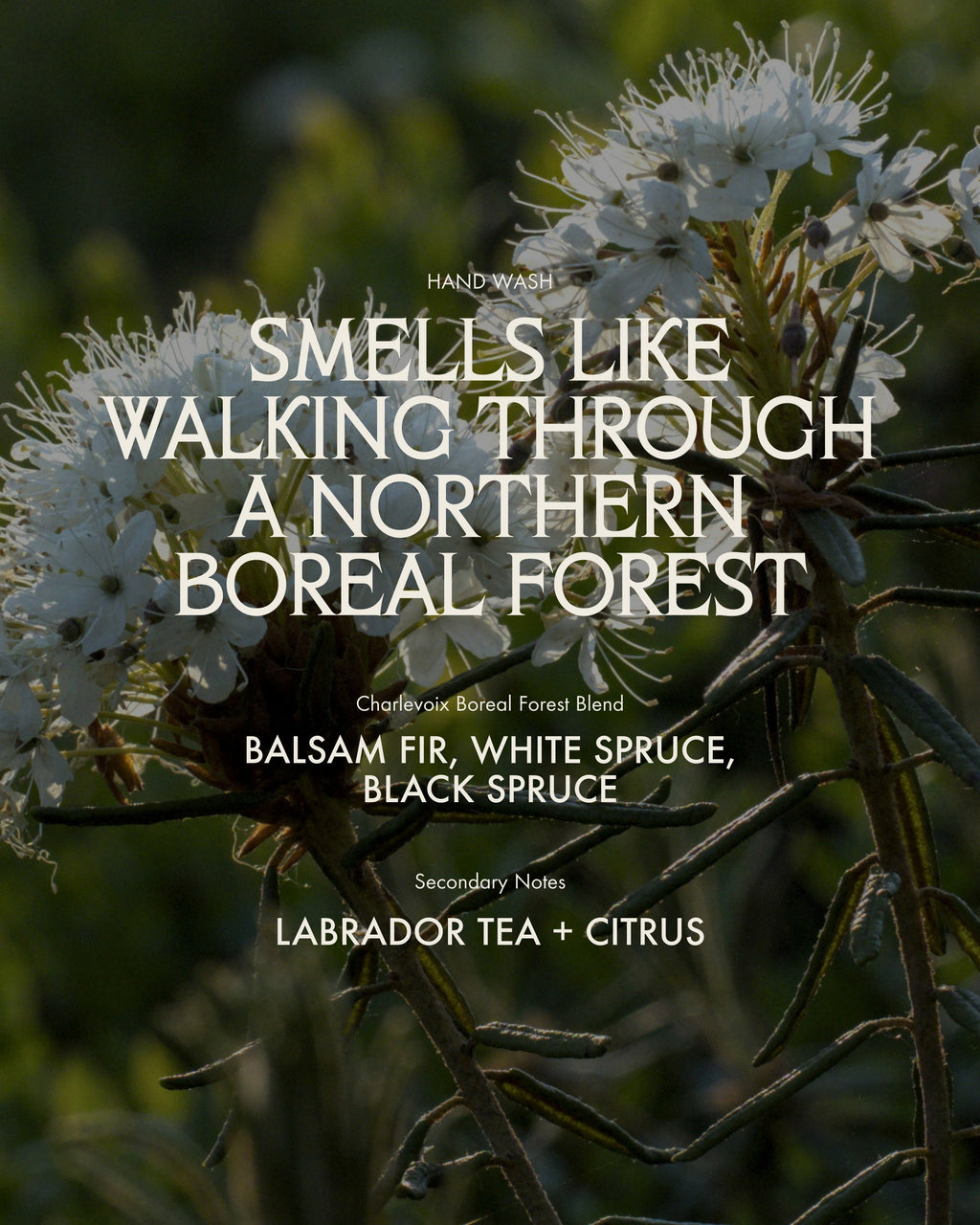 Hand Wash Charlevoix Boreal Forest Blend